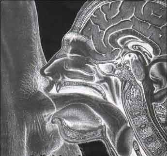 The specialists: blowjobs, anal, etc.